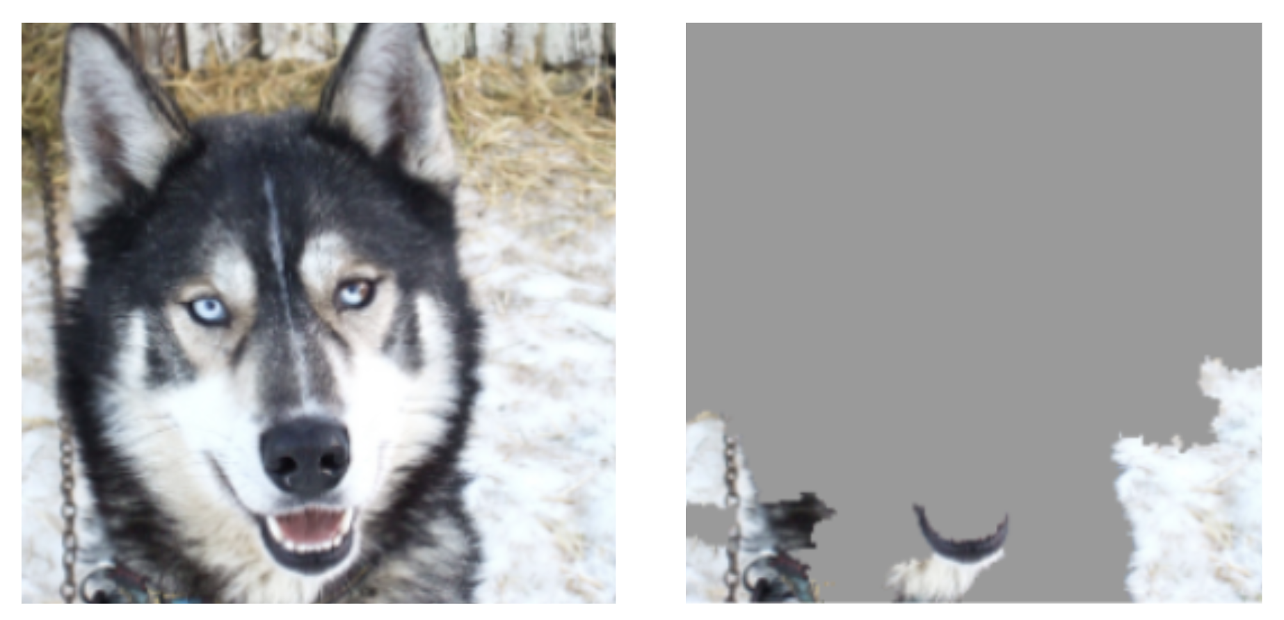 Side-by-side images of a husky classified as a wolf, with a highlighted explanation showing the model is keying on the snowy background rather than the animal