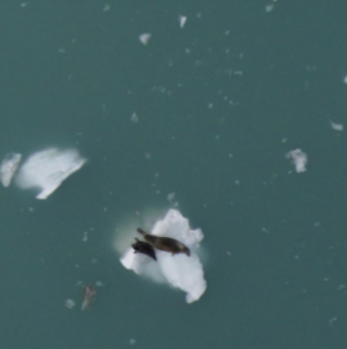 Aerial wildlife camera photo of a seal hauled out on an ice floe